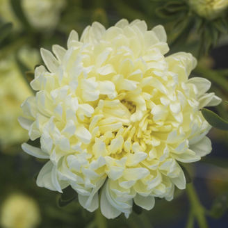 Picture of Callistephus Tower Yellow