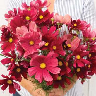 Picture of Cosmos Rubenza