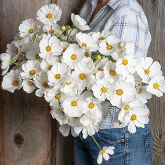 Picture of Cosmos Afternoon White