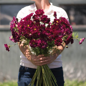 Picture of Cosmos Double Click Cranberries