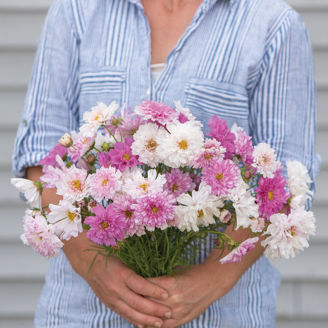 Picture of Cosmos Double Click Bicolor Pink