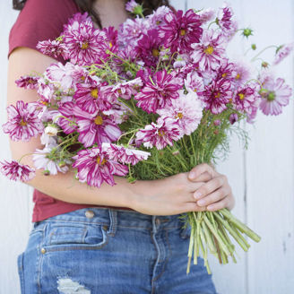 Picture of Cosmos Double Click Bicolor Violet