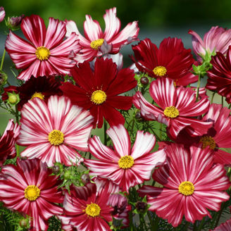 Picture of Cosmos Velouette