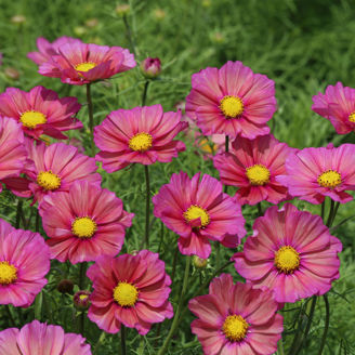 Picture of Cosmos Xsenia