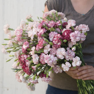 Picture of Dianthus Chabaud Benigna