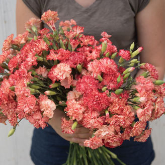 Picture of Dianthus Chabaud Orange Sherbet