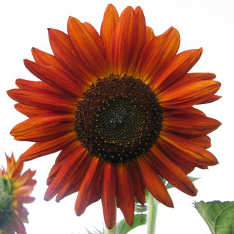 Picture of Helianthus Velvet Queen