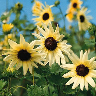 Picture of Helianthus Vanilla Ice
