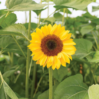 Picture of Helianthus Procut Horizon