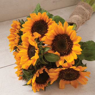 Picture of Helianthus Sonja