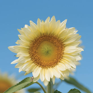 Picture of Helianthus Procut White Lite