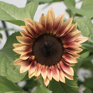 Picture of Helianthus Procut Plum