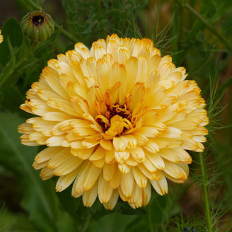 Picture of Calendula Pacific Apricot Beauty