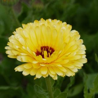 Picture of Calendula Pacific Cream Beauty