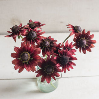 Picture of Rudbeckia Cherry Brandy