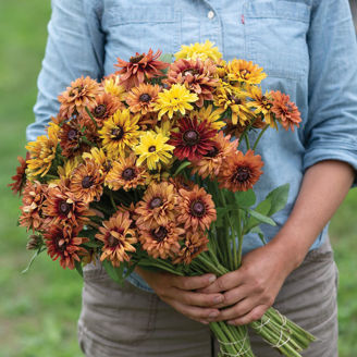 Picture of Rudbeckia Sahara