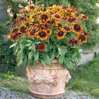 Picture of Rudbeckia Autumn Colors