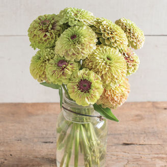 Picture of Zinnia Queen Lime with Blush