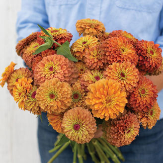 Picture of Zinnia Queen Lime Orange