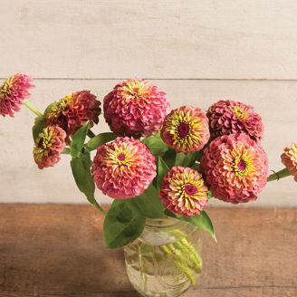 Picture of Zinnia Queen Red Lime