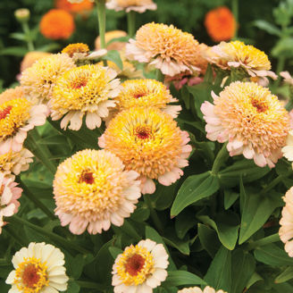 Picture of Zinnia Zinderella Peach