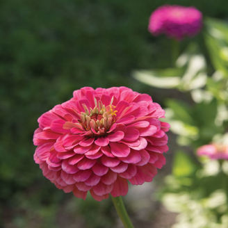 Picture of Zinnia Benary´s Giants Carmine Rose
