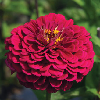 Picture of Zinnia Benary´s Giants Wine