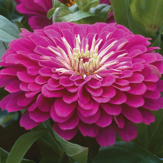 Picture of Zinnia Benary´s Giants Purple
