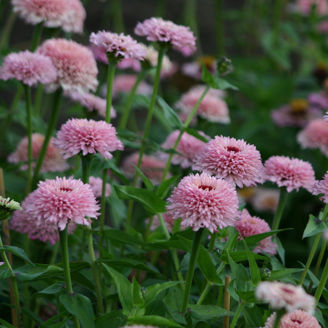 Picture of Zinnia Zinderella Lilac