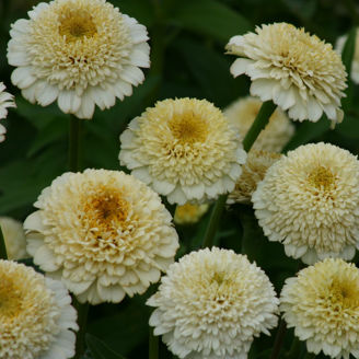 Picture of Zinnia Zinderella White