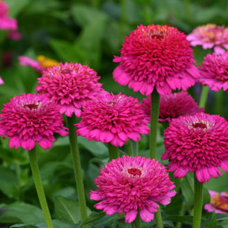 Picture of Zinnia Zinderella Purple