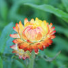 Picture of Helichrysum Orange