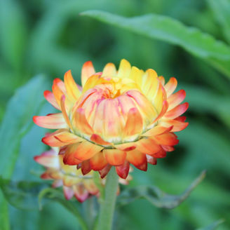 Picture of Helichrysum Orange