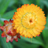 Picture of Helichrysum Orange