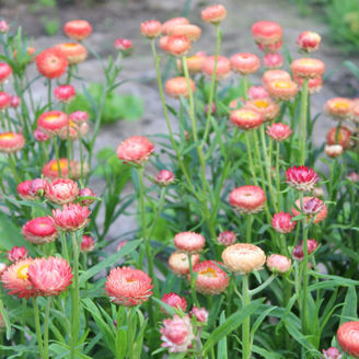 Picture of Helichrysum Salmon