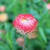 Picture of Helichrysum Salmon