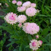 Picture of Helichrysum Silvery Rose