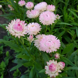 Picture of Helichrysum Silvery Rose