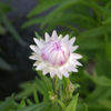 Picture of Helichrysum Silvery Rose