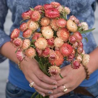 Picture of Helichrysum Apricot/Peach, ekologiskt odlat frö