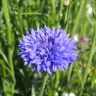 Picture of Centaurea Blue Boy
