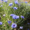 Picture of Centaurea Blue Boy