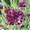 Picture of Centaurea Black Ball