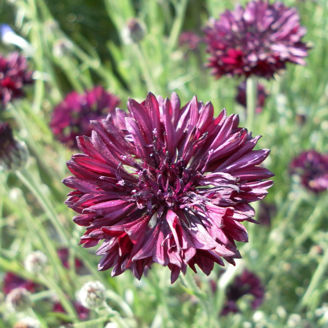 Picture of Centaurea Black Ball