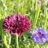 Picture of Centaurea Black Ball