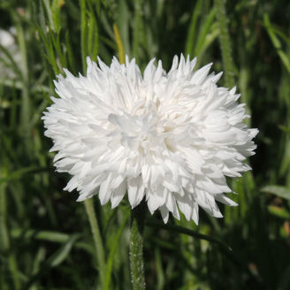 Picture of Centaurea Snowman