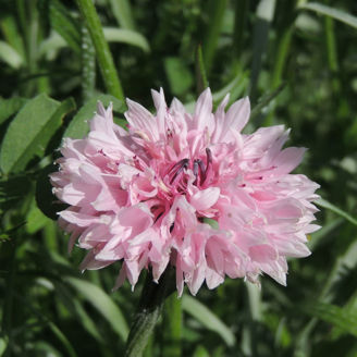 Picture of Centaurea Pinkie