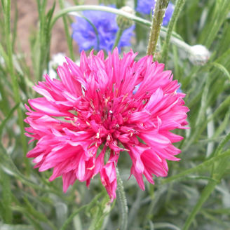 Picture of Centaurea Red Boy