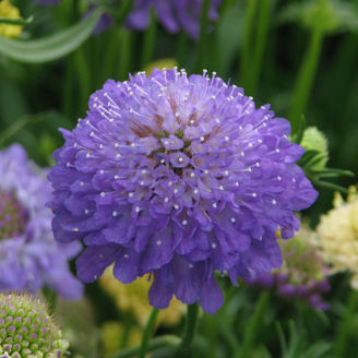 Picture of Scabiosa QIS Dark Blue