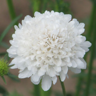 Picture of Scabiosa QIS White